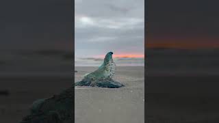 This Portuguese Man O War is known for its painful sting… [upl. by Ahsenav22]