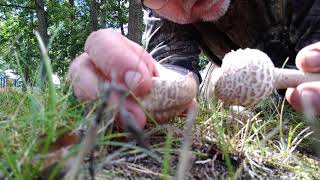 Green Spored Lepiota Mushroom Identification [upl. by Diamante]