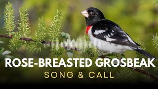 Rose breasted Grosbeak  Song amp Call [upl. by Melody]