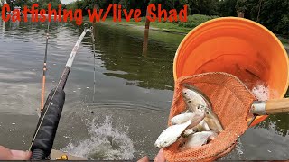 Catfishing with live shad [upl. by Mosley322]