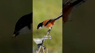 Shrike  The Brutal Butcherbird That Impales Its Prey shorts [upl. by Onin688]