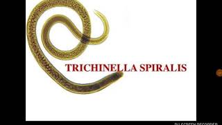 Trichinella spiralis [upl. by Finstad]