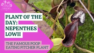 Nepenthes lowii the poop eating pitcher plant [upl. by Berns653]