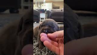 Chocolates start growing up labrador dog labradorlovers pets puppy [upl. by Leahpar667]