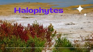 Halophytes Definition adaptations for osmotic adjustments [upl. by Clayton]