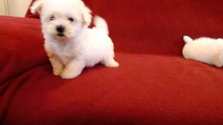 PUI DE BICHON MALTESE 0725758099 [upl. by Heddy]