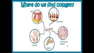 Collagen and Elastin [upl. by Ycak]