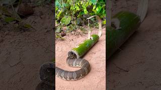 Amazing Snake Trap Make Using Bamboo shortvideo wildlife snake animals shortvideo [upl. by Enohpets]