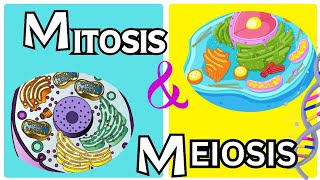 Mitosis vs Meiosis From grade 9th to 12th [upl. by Blount]