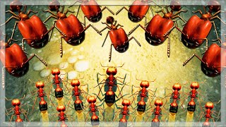 Using Big Headed Ants VS Fire Ants in Empires Of The Undergrowth [upl. by Placido]