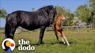 Horse Mother Who Lost Her Baby Adopts A Foal As Her Own  The Dodo Faith  Restored [upl. by Eninotna]