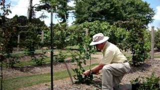 Dr Arlie Powell demonstrating how to trellis blackberries Petals from the Past [upl. by Dougherty]