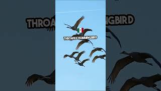 Unbelievable Bird Migrations Natures Greatest Journeys [upl. by Nawaj]