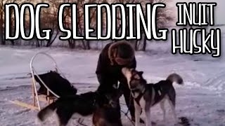 Siberian  Inuit Huskies sledding Dog Sledding 2016 Canadian Huskies [upl. by Enoid710]