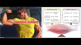 ACSM MN Day 5 Testosterone FatLoss Sauna HIIT [upl. by Attikin]