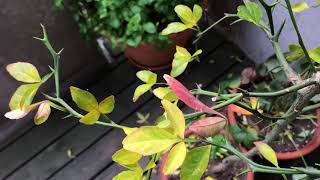 CITRUS TRIFOLIATA 1  Poncirus Trifoliata Deciduous Hardy Orange Tree in Autumn Colors [upl. by Larimore]