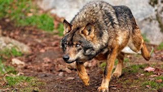 Lobo iberico 🐺Documental conviviendo con lobos1080p valle de lobos [upl. by Yalc28]