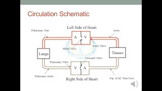 Hemodynamics of Heart [upl. by Salome]