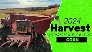 Iowa Corn Harvest 2024  Hauling Corn and Combining with IH 1460 [upl. by Vorster]