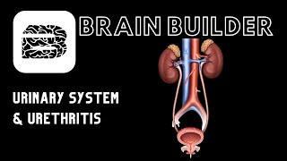 Urinary System and Urethritis [upl. by Vogel]