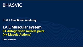 E4 Antagonistic muscle pairs 4x Muscle Actions [upl. by Ruthven]