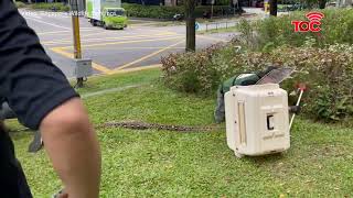 Reticulated python safely removed near Paya Lebar Square as onlookers watch [upl. by Gurl]