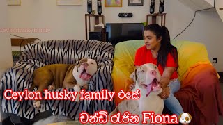 කවුද මේ බෝලගෙඩියෝ ටික Ceylon husky family එකේ චන්ඩියා ෆියෝනා සහ පුත්‍රයෝ [upl. by Fagin219]