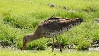 BlackTailed Godwit with mantle feather up to cool down [upl. by Saidel]