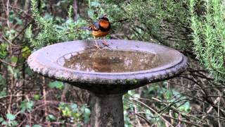 Varied Thrush [upl. by Perkin456]