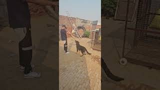 HIMALAYAN SHEEPDOG AKA GADDI DOG rap punjabi [upl. by Ecneralc222]