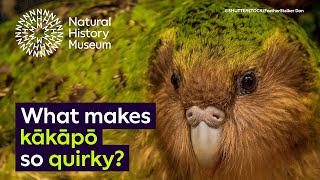 New Zealands endemic and endangered kākāpō [upl. by Ecnarf]