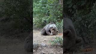 Tunceli Halvori gözeleri Ayı Hasan Amca 🐻 [upl. by Louls]