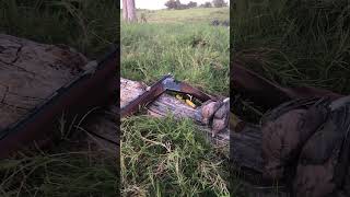 20ga Dove Limit wingshooting dovehunting hunting outdoors [upl. by Westbrooke]