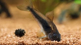 Bronze Corydoras Catfish Feeding  Planted Corydoras Aeneus Tank [upl. by Ayerim]