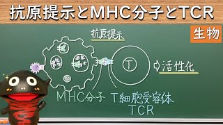 抗原提示とMHC分子とTCR【50生物】（新課程では必須ではないので注意） [upl. by Eadmund]