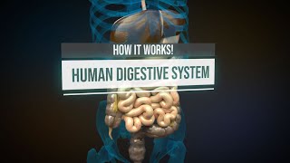 Human digestive system  How it works Animation [upl. by Iman]