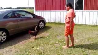 Aggressive Roosters How to Tame Mean Rooster Behavior Petting a Rooster Isnt A Good Idea [upl. by Hali774]