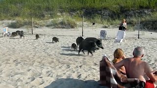 Polnische Überläufer Auf Usedom terrorisieren Wildschweine die Touristen  SPIEGEL TV [upl. by Keane]