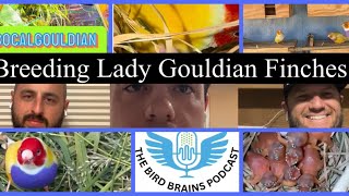 Breeding Lady Gouldian Finches in a Colony The Birdbrains Podcast EP28 [upl. by Drannek]