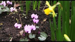 Get Gardening Get Set with Cyclamen [upl. by Onit79]