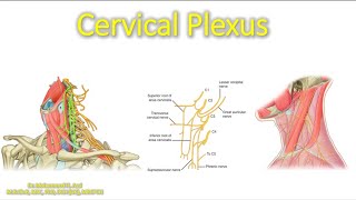 Cervical Plexus made easy [upl. by Acilgna]