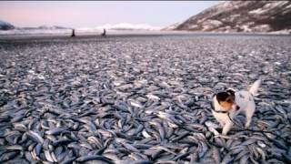 Tonnenweise tote Fische am Strand in Norwegen [upl. by Baynebridge]