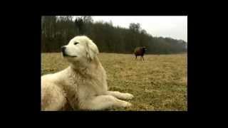 Nordmagazin N3 Maremmano Abruzzese Herdenschutzhunde in Mecklenburg Vorpommern [upl. by Scrope578]