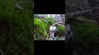 The Ermine Is A Very Brave Hunter ermine weasel animals animal [upl. by Dobb]