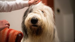 Common Health Issues in Old English Sheepdogs [upl. by Obola952]