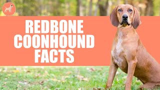 Redbone Coonhound Dog Breed 10 Amazing Facts You Must Know [upl. by Eilojne]