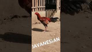 Javanesian javaninja shorts short shortvideo ayamaduanindonesia ayam ayamjavanesian [upl. by Lipp]