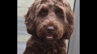 Australian Labradoodle Puppy doing Tricks [upl. by Sonny332]