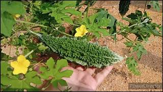 How to grow Bitter Gourd at homeBitter gourd plant [upl. by Lashondra]