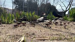 Birds in our EurAfrican themed aviary [upl. by Llimaj]